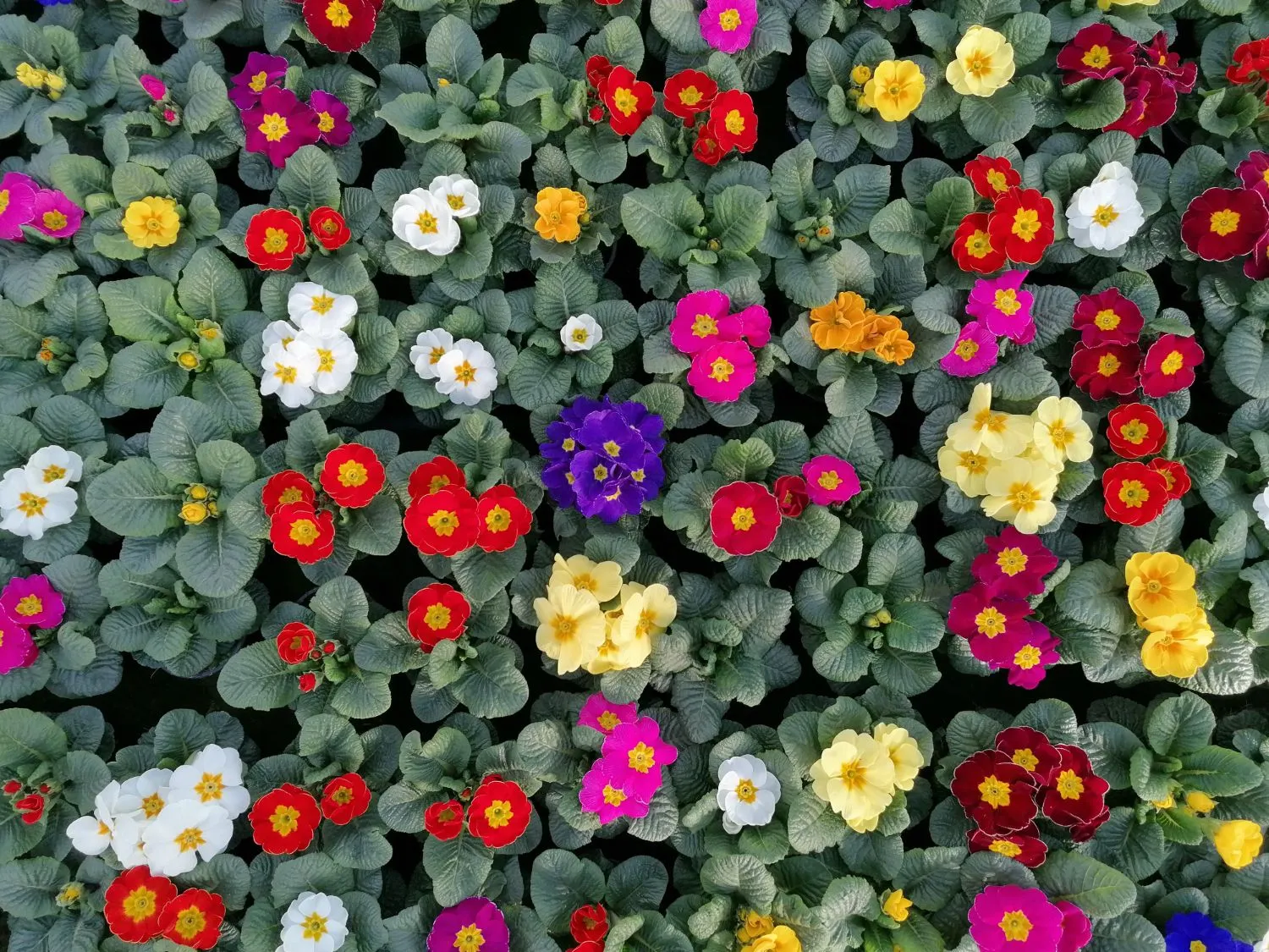Primeln in vielen Farben von oben fotografiert