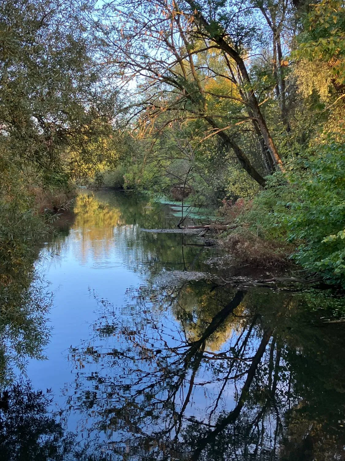 Ruhiger Flusslauf im Abendlicht, in dem sich Bäume und Sträucher am Ufer im Wasser spiegeln